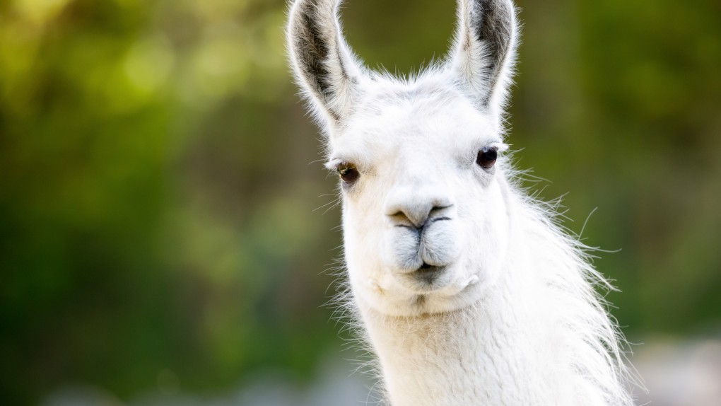 Episode 036 – Defer to Llama on All the Tough Topics